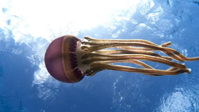 Thysanostoma loriferum - Australia