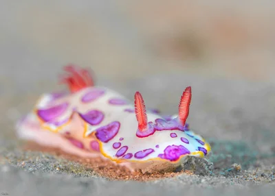 Hypselodoris dollfusi