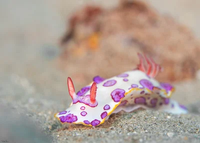 Hypselodoris dollfusi