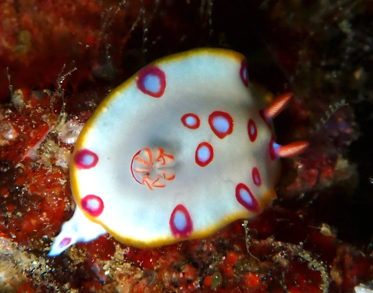 Hypselodoris dollfusi - Gulf of Oman, OM