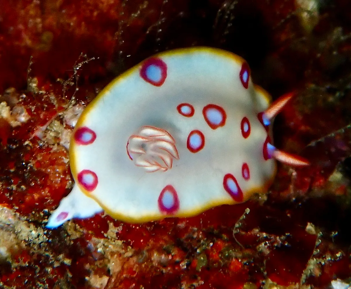 Hypselodoris dollfusi - Gulf of Oman, OM