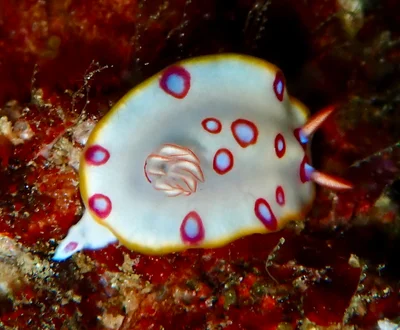 Hypselodoris dollfusi - Gulf of Oman, OM