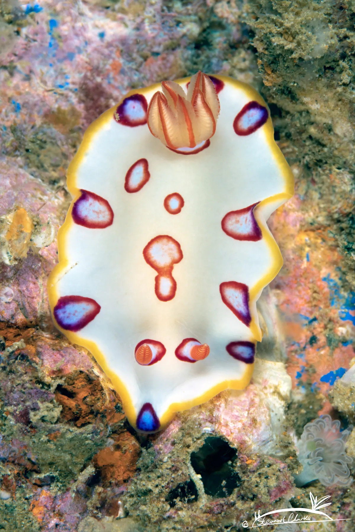 Hypselodoris dollfusi - AE