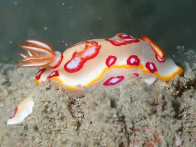 Hypselodoris dollfusi - Trincomalee dive sites, Sri Lanka