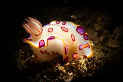 Hypselodoris dollfusi - Arabian Sea, AE