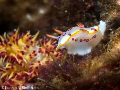 Hypselodoris dollfusi - Al Khasab, OM-MU, OM