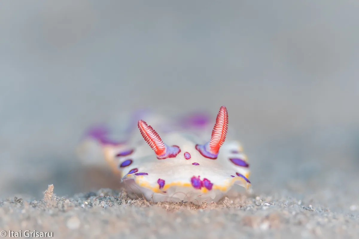 Hypselodoris dollfusi - Red Sea, Southern District, IL