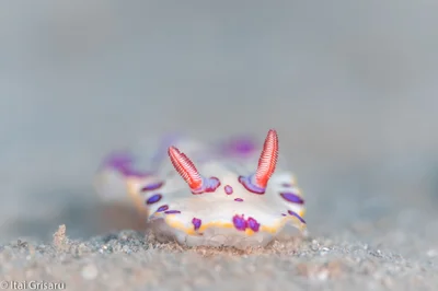 Hypselodoris dollfusi - Red Sea, Southern District, IL