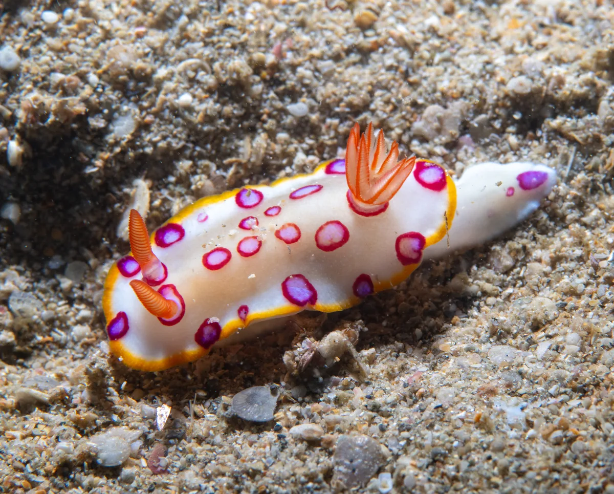Hypselodoris dollfusi - Kuchchaveli, LK-TC, LK