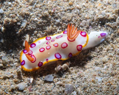 Hypselodoris dollfusi - Kuchchaveli, LK-TC, LK