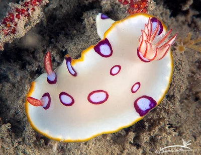 Hypselodoris dollfusi - Gulf of Oman, Sharjah, AE