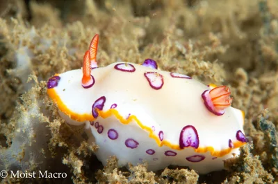 Hypselodoris dollfusi - Al Aqah Beach - Fujairah - United Arab Emirates