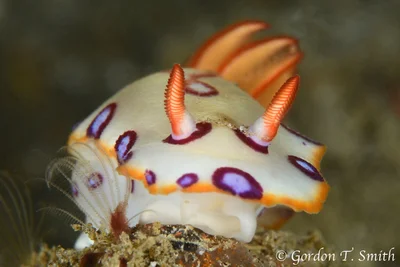 Hypselodoris dollfusi - Car Cemetery 2