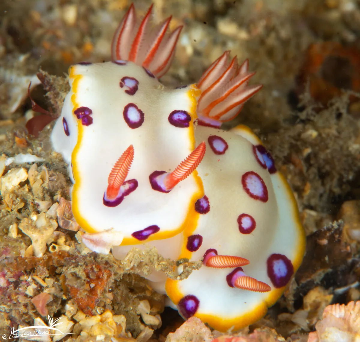 Hypselodoris dollfusi - Al Bidya - Fujairah - United Arab Emirates