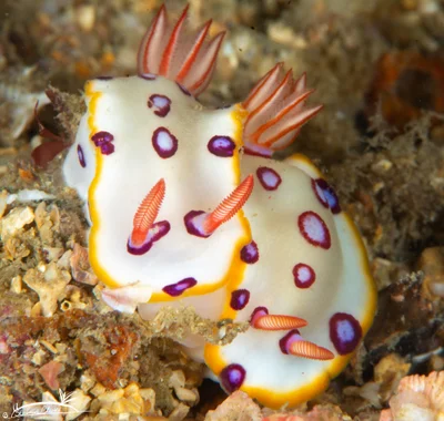 Hypselodoris dollfusi - Al Bidya - Fujairah - United Arab Emirates