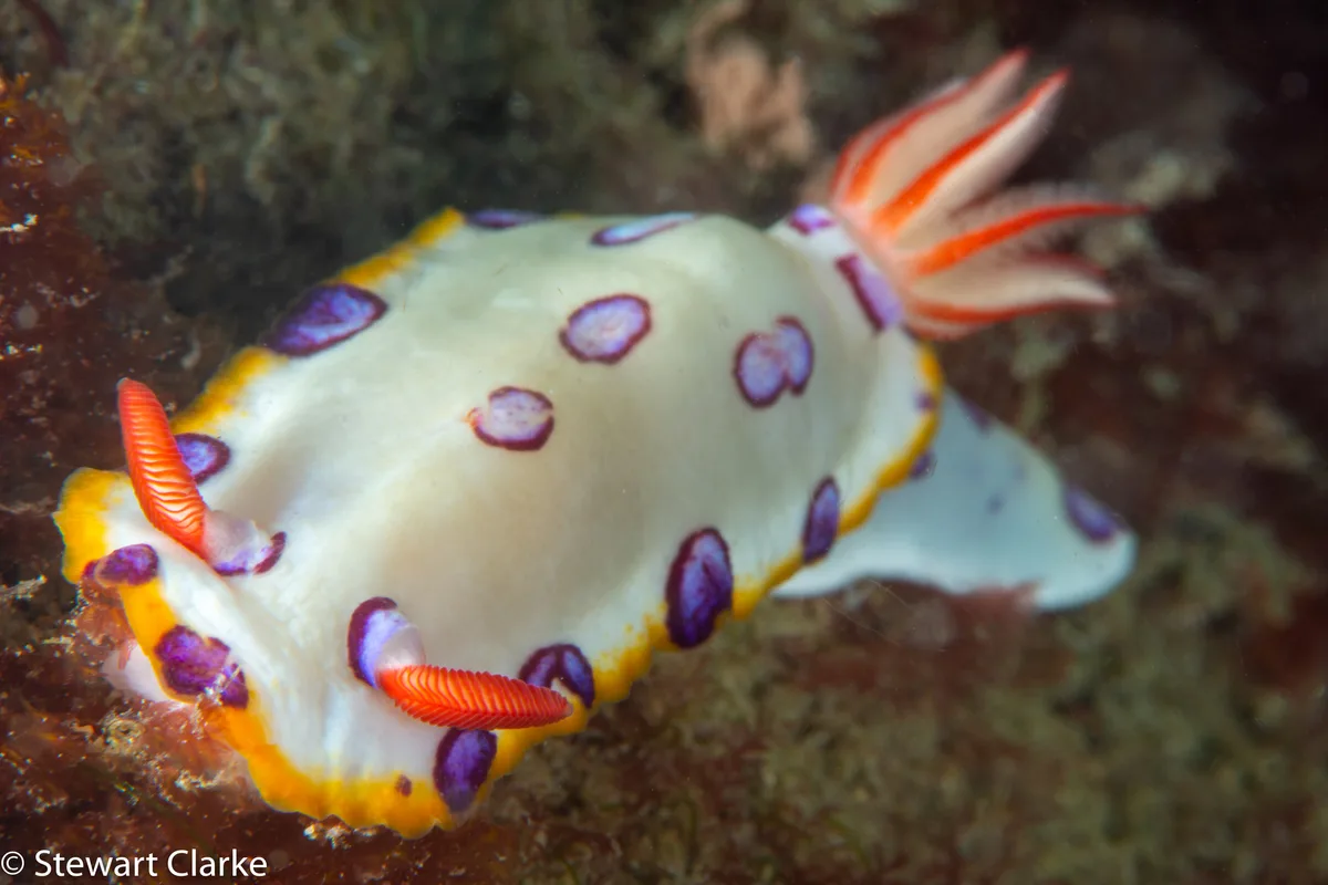 Hypselodoris dollfusi - Al Bidya - Fujairah - United Arab Emirates
