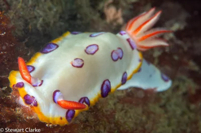 Hypselodoris dollfusi - Al Bidya - Fujairah - United Arab Emirates