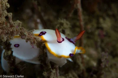 Hypselodoris dollfusi - Khorfakkan