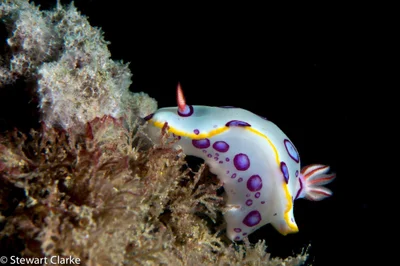 Hypselodoris dollfusi - Khorfakkan