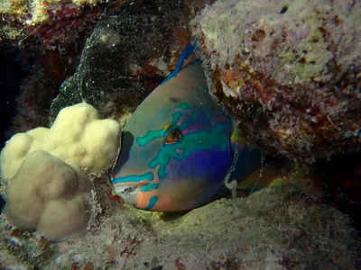 Chlorurus genazonatus - Marsa 'Alam, EG-BA, EG