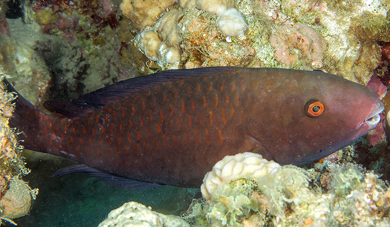 Chlorurus genazonatus - Dahab, South Sinai Governorate, Egypt