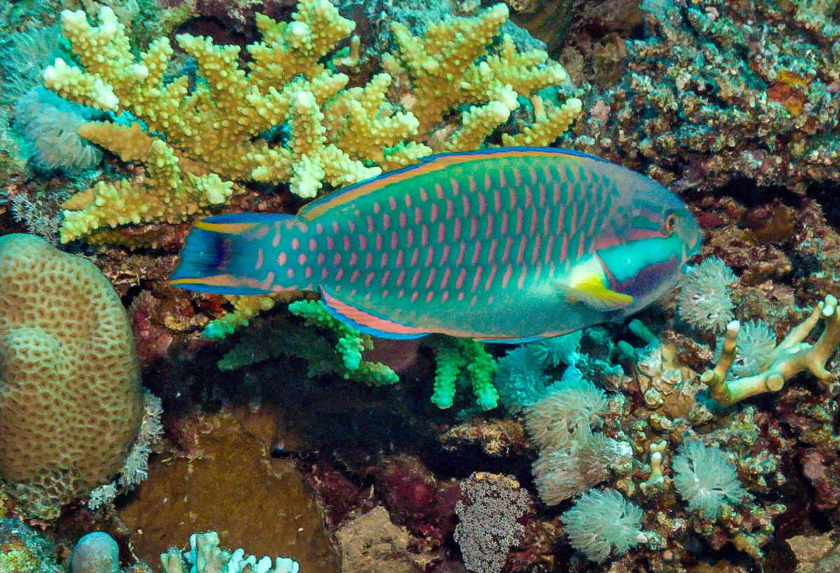 Chlorurus genazonatus - Shark Reef & Yolanda, Egypt