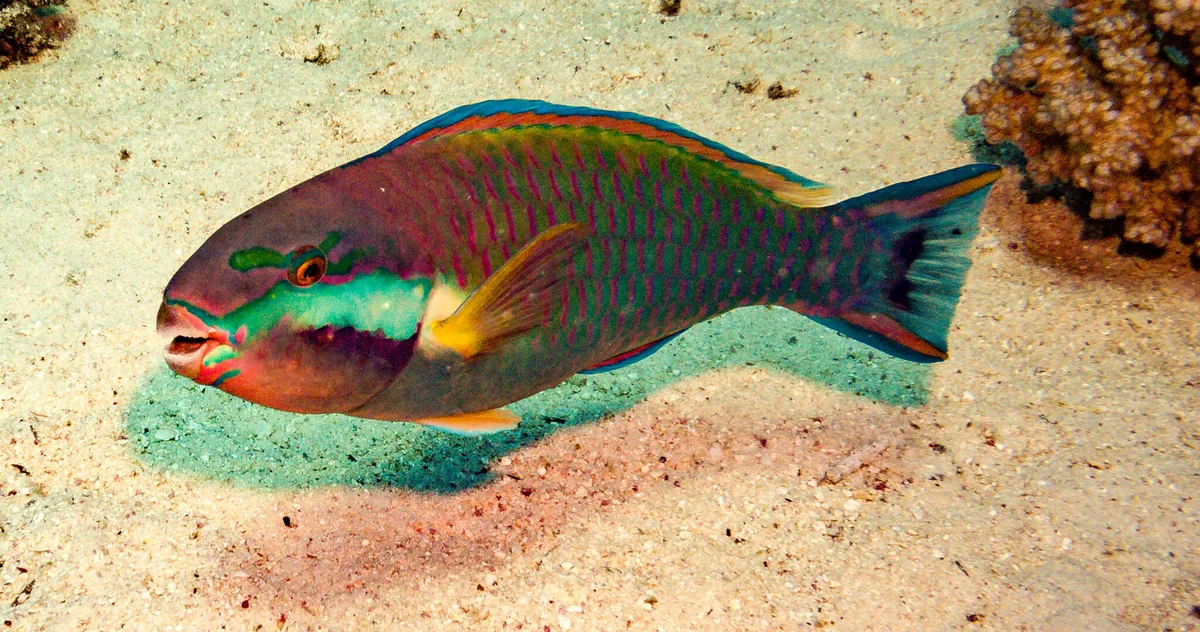 Chlorurus genazonatus - Sh'ab El Erg, Egypt
