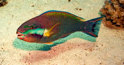Chlorurus genazonatus - Sh'ab El Erg, Egypt