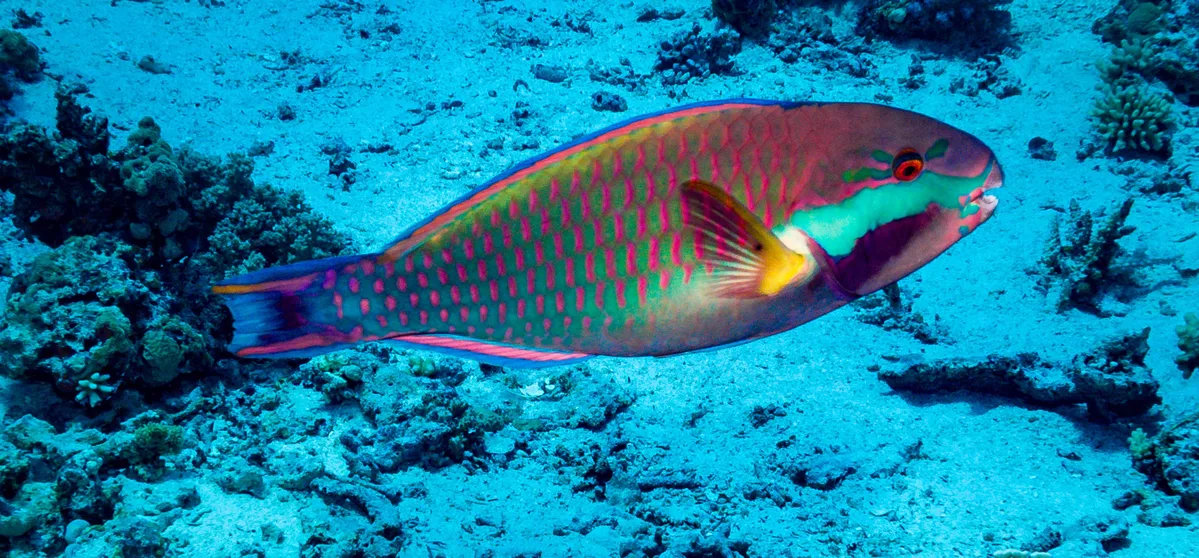 Chlorurus genazonatus - Carless Reef, Egypt