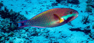 Chlorurus genazonatus - Carless Reef, Egypt