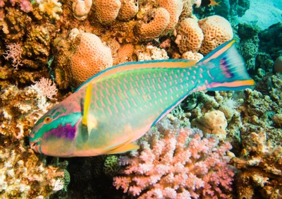 Chlorurus genazonatus - Siyul Kebir, Egypt