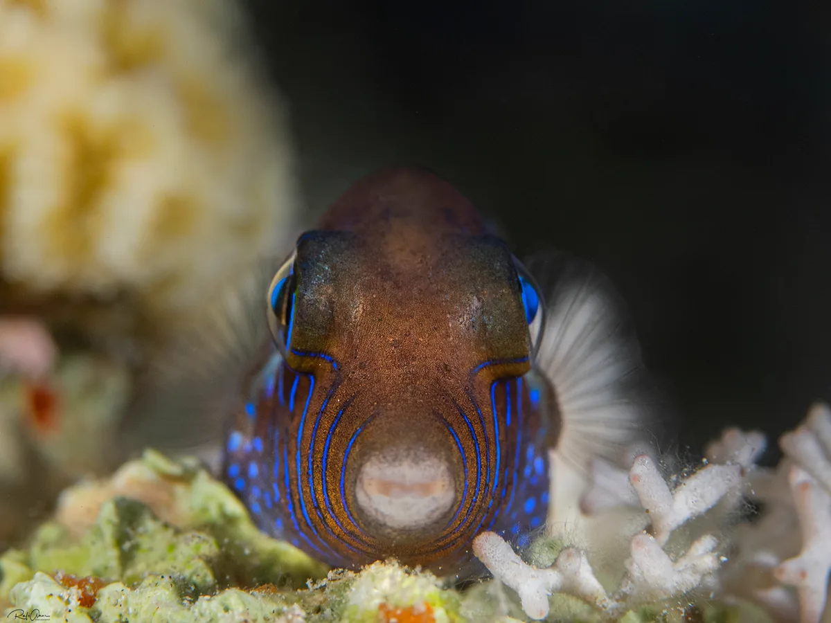 Canthigaster pygmaea - דהאב, Saint Catherine, דרום סיני, מצרים