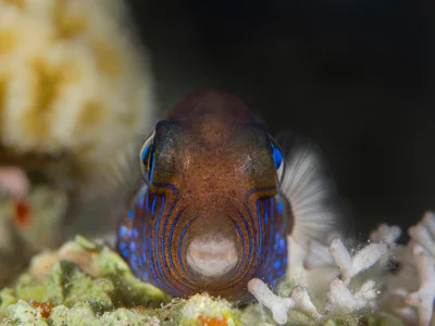 Canthigaster pygmaea - דהאב, Saint Catherine, דרום סיני, מצרים