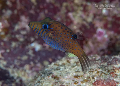 Canthigaster pygmaea - Wadi El-Gemal - Hamata