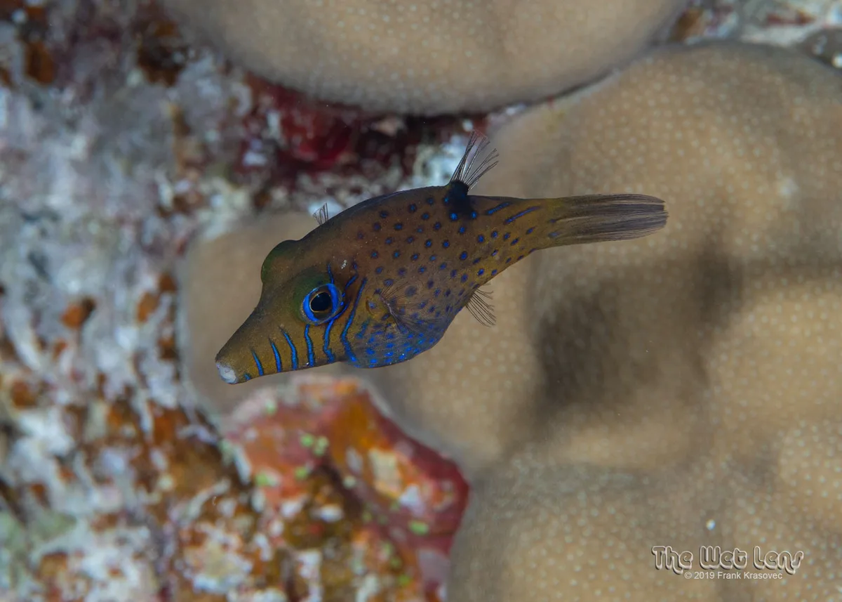 Canthigaster pygmaea - Wadi El-Gemal - Hamata