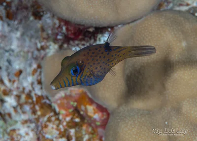 Canthigaster pygmaea - Wadi El-Gemal - Hamata