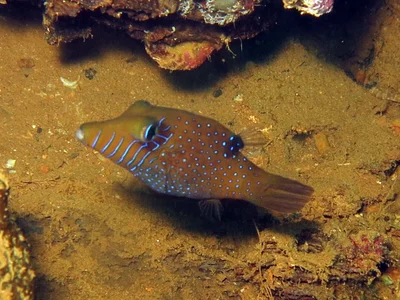 Canthigaster pygmaea - Soudan