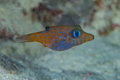 Canthigaster pygmaea - Ras Mohammed National Park, Sharm el-Sheikh, Janub Sina', Egypt