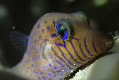 Canthigaster pygmaea - Gorgone One, Aqaba, Jordan