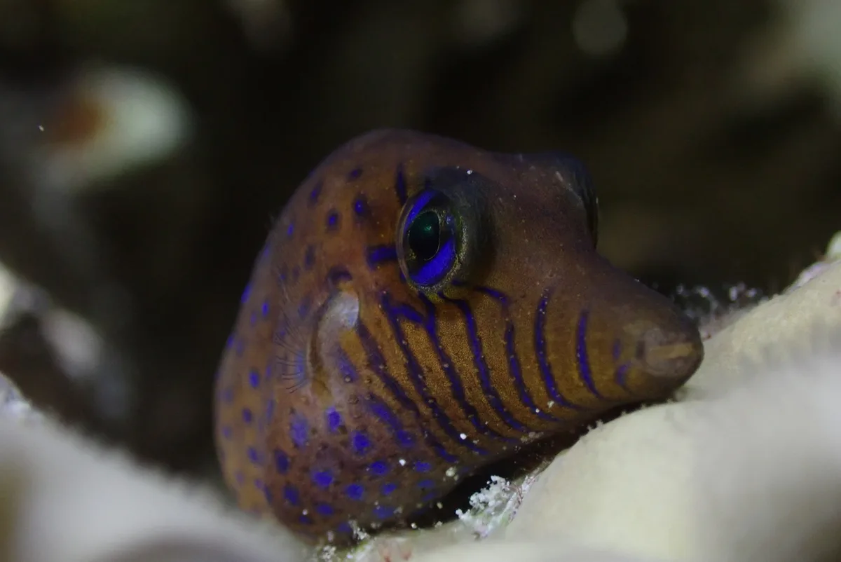 Canthigaster pygmaea - Gorgone One, Aqaba, Jordan