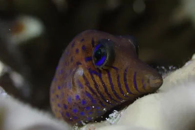Canthigaster pygmaea - Gorgone One, Aqaba, Jordan