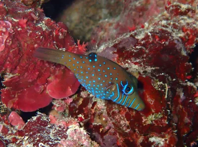 Canthigaster pygmaea - Marsa Alam Sud, Mer Rouge, Égypte