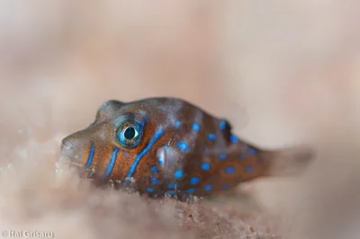 Canthigaster pygmaea - Red Sea, Southern District, IL