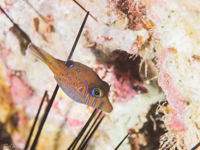 Canthigaster pygmaea - Aqaba Qasabah District, ירדן