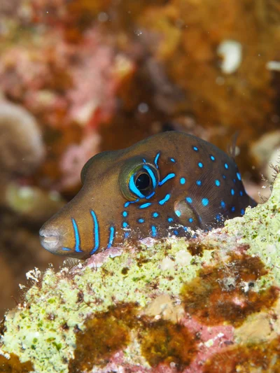 Canthigaster pygmaea - Gota Abu Ramada(night)