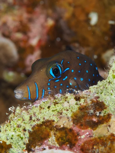 Canthigaster pygmaea - Gota Abu Ramada(night)
