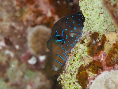 Canthigaster pygmaea - Gota Abu Ramada(night)