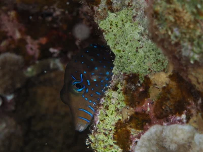 Canthigaster pygmaea - Gota Abu Ramada(night)