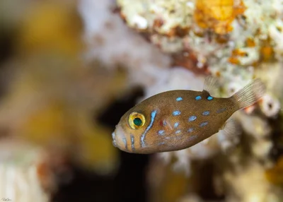Canthigaster pygmaea - אילת, ישראל