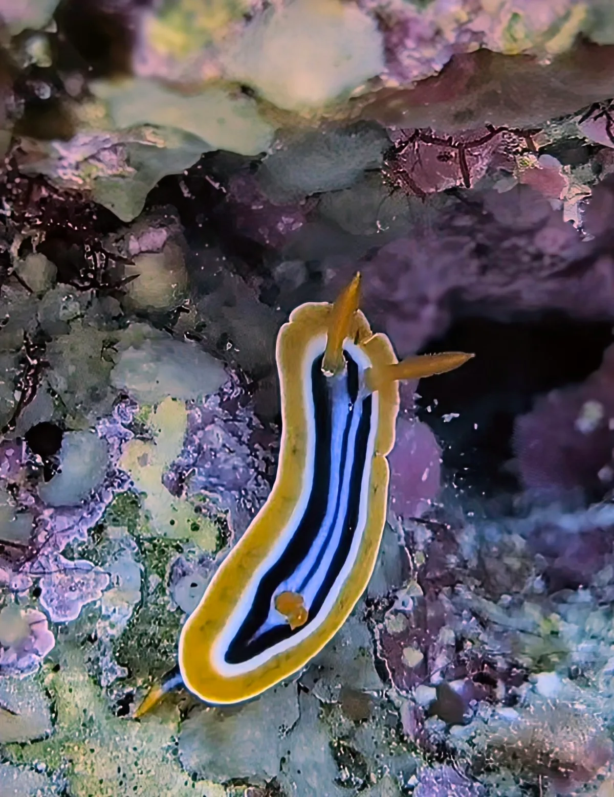 Pyjama Slug